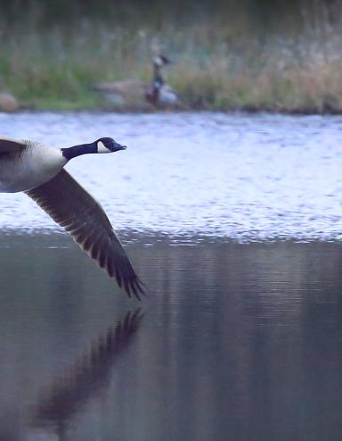 A Canada goose flying low across a lake. Partially obscured.