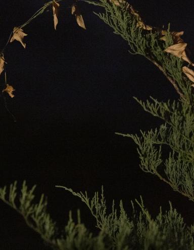 A full moon glows brightly in the night sky, framed by the arching tip of a green conifer branch with a few dried brown leaves hanging from it. Partially obscured.
