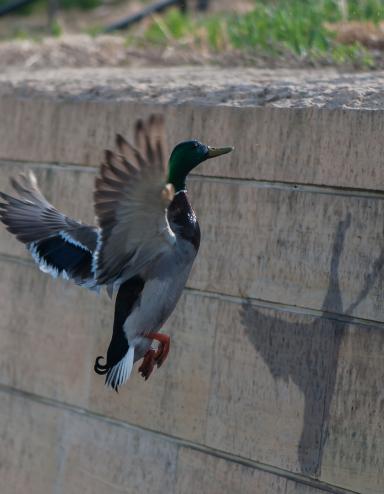 A duck flying up alongside a concrete block wall that bears the duck’s shadow. Partially obscured.