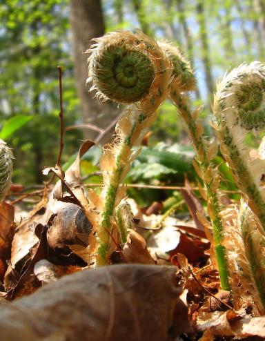 Fiddleheads, or fern shoots, grow in a sunny wood. Partially obscured.