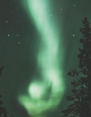 Tall spruce trees lean together against a night sky that is alive with greenish northern lights and stars. Partially obscured.