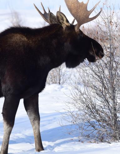 A moose’s head with large antlers is shown prominently against a lightly clouded blue sky with leafless birch trees throughout the background. Partially obscured.