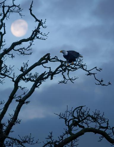 A lone bald eagle sits on a branch of a craggy, leafless tree. In the background, a nearly full moon shines in a twilight sky. Partially obscured.