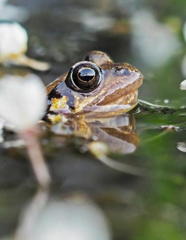 A frog pokes it’s head up out of the water in a pond amid blooming white flowers. Partially obscured.