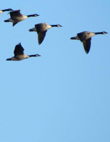 A flock of Canadian geese fly in a V formation against a clear blue sky. Partially obscured.