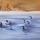 A group of geese standing on ice and snow bordered by prairie grasses. The image has been digitally altered: from left to right it becomes increasingly blurred and abstract.