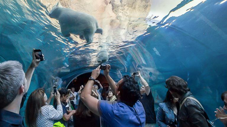 A crowd of visitors standing inside a curved underwater viewing tunnel crane their necks and hold up phones to photograph a polar bear floating directly above them. The bear is seen through a transparent tunnel ceiling, surrounded by a rocky arctic-themed habitat with blue water and simulated ice formations.