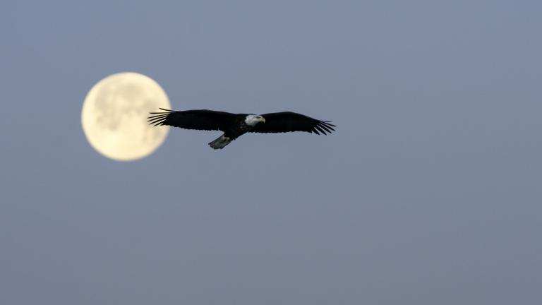 A large bald eagle in silhouette flies past a full moon against a blue-grey winter sky, with bare tree branches visible in the lower right corner. Partially obscured.