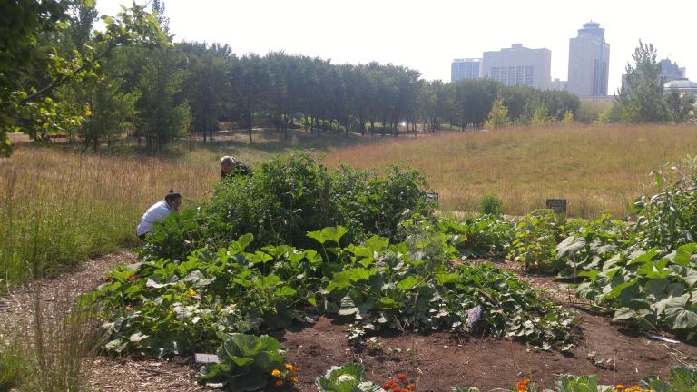 A garden full of plants on a sunny day. Two people in the garden and bent over the plants. Around the garden are tall grass and trees. Tall buildings can be seen in the distance.