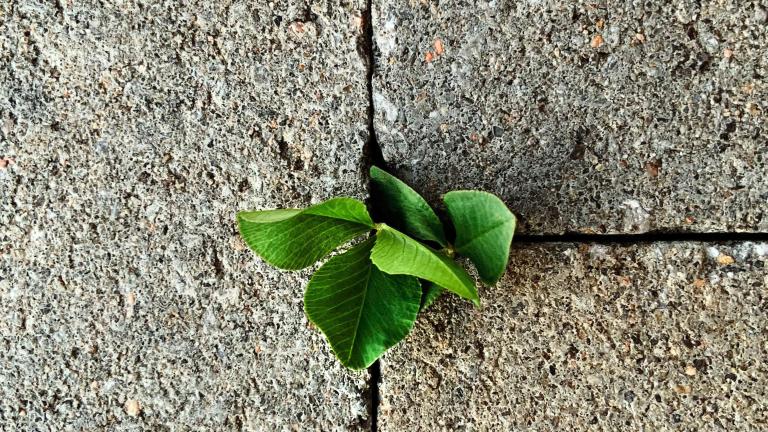 Close-up of a small plant growing through cracks in a concrete surface. Partially obscured.