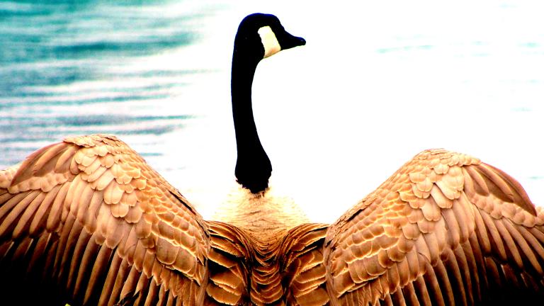 A large goose spreads its wings in front of a body of water. Partially obscured.