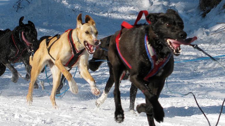 A team of black and tan dogs are harnessed together and running, pulling a sled through snowy terrain. Partially obscured.