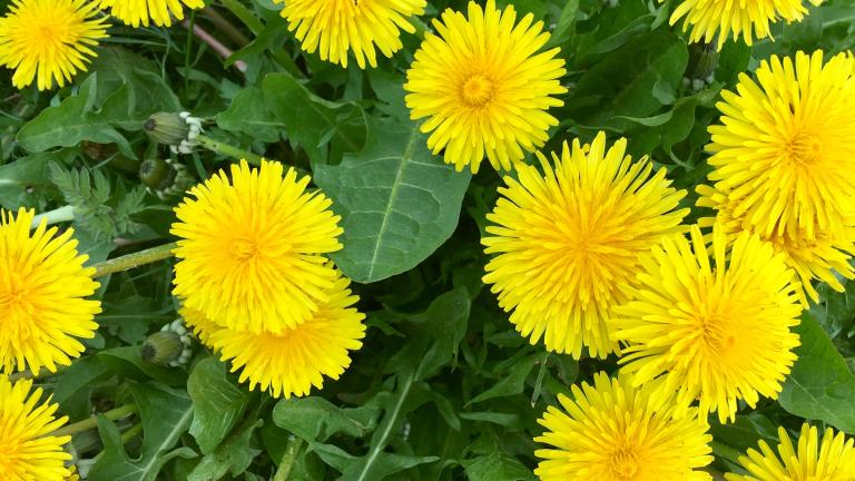 A patch of bright yellow dandelions with green leaves, photographed from above. Partially obscured.