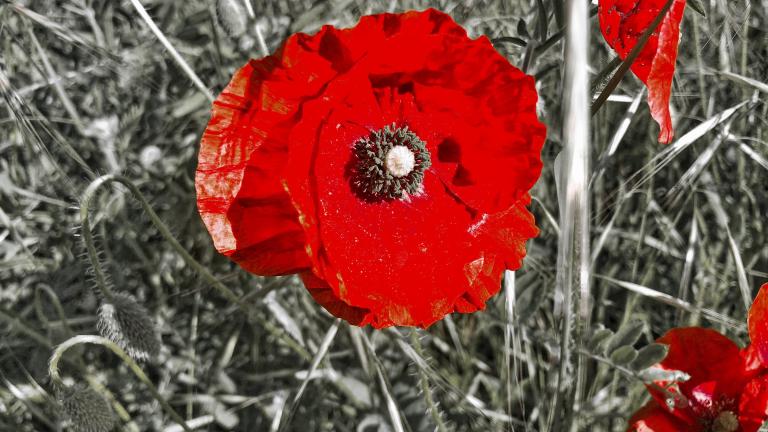 A close-up of a fiery red poppy in a field of poppies. The picture has been stylized so that only the red flowers are in vivid colour and the surrounding field is in black and white. Partially obscured.