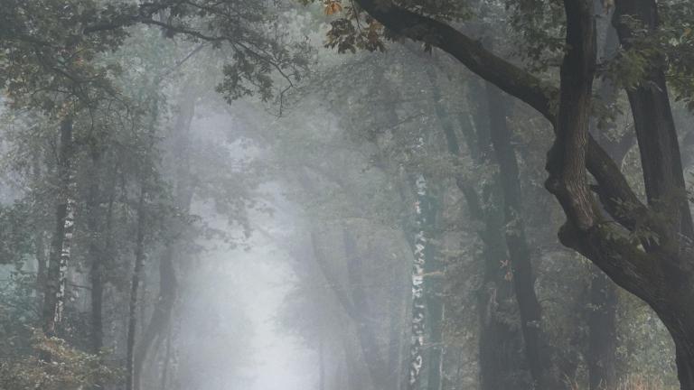 A foggy autumn morning in a forest with full trees and fall foliage. There is a narrow gravel path winding through the trees. Partially obscured.