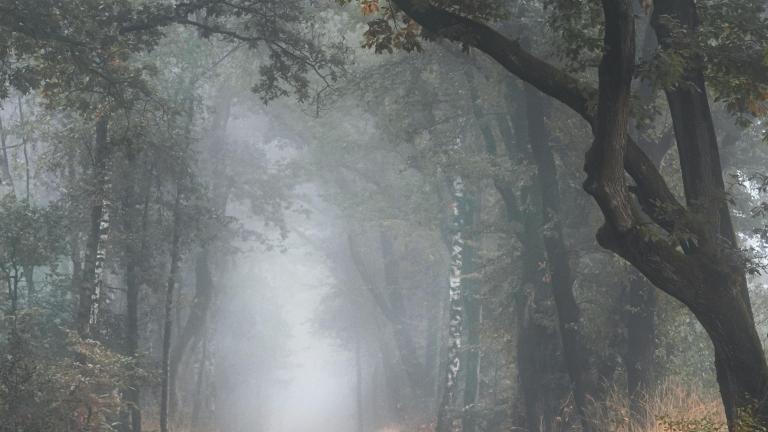 A foggy autumn morning in a forest with full trees and fall foliage. There is a narrow gravel path winding through the trees. Partially obscured.