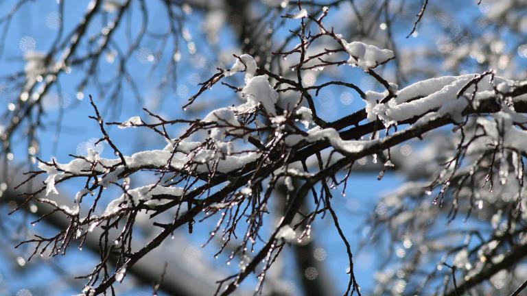 Snow-covered tree branches sit against the backdrop of a bright blue sky. The dark, bare branches are coated in fresh snow and are dotted with sparkling ice droplets, with a softly blurred background creating a crisp winter scene. Partially obscured.