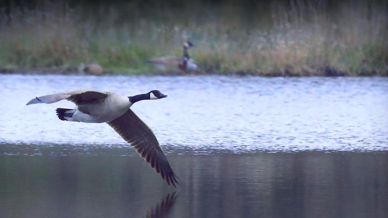 A Canada goose flying low across a lake. Partially obscured.