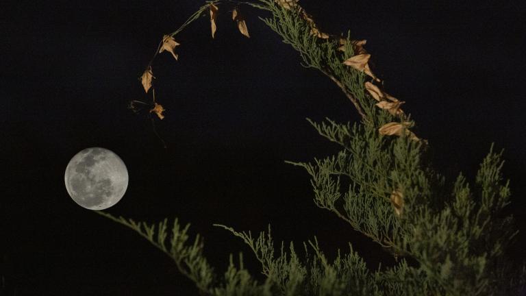 A full moon glows brightly in the night sky, framed by the arching tip of a green conifer branch with a few dried brown leaves hanging from it. Partially obscured.