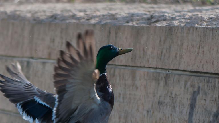 A duck flying up alongside a concrete block wall that bears the duck’s shadow. Partially obscured.