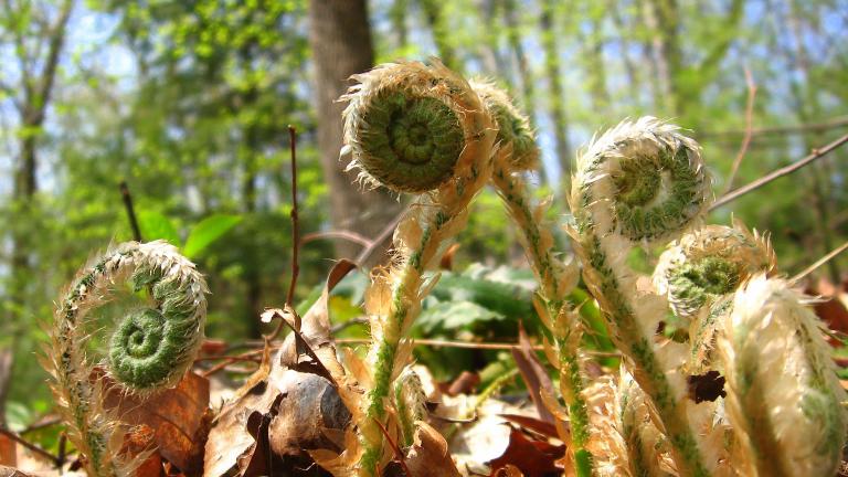 Fiddleheads, or fern shoots, grow in a sunny wood. Partially obscured.