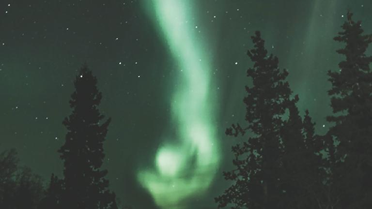 Tall spruce trees lean together against a night sky that is alive with greenish northern lights and stars. Partially obscured.