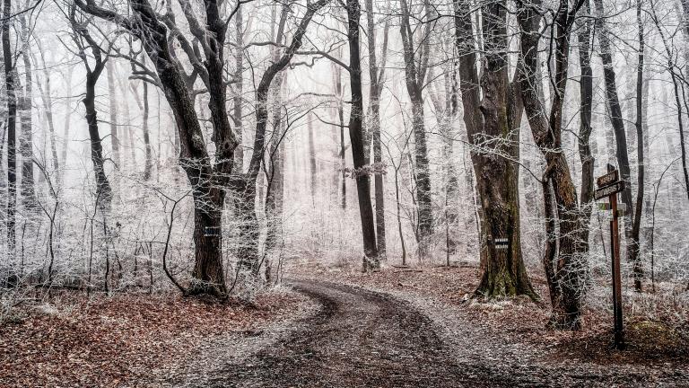 A walking path curves through a heavily treed wooded area that is dusted with snow. Partially obscured.