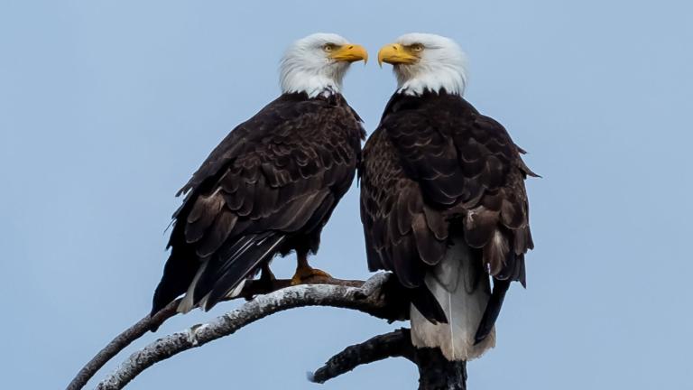 Two bald eagles sitting on a branch and facing each other. Partially obscured.