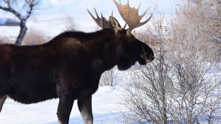 A moose’s head with large antlers is shown prominently against a lightly clouded blue sky with leafless birch trees throughout the background. Partially obscured.