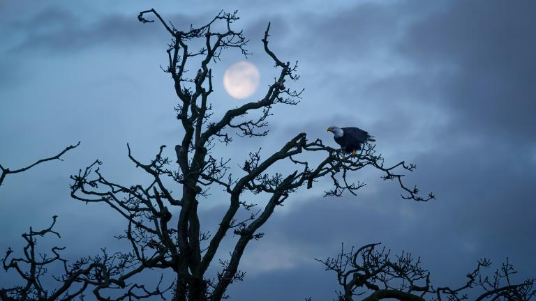 A lone bald eagle sits on a branch of a craggy, leafless tree. In the background, a nearly full moon shines in a twilight sky. Partially obscured.