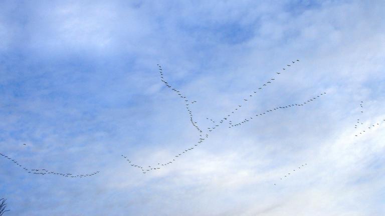 A flock of geese fly in unison against a brilliant blue sky. Partially obscured.
