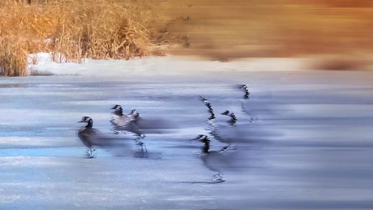 A group of geese standing on ice and snow bordered by prairie grasses. The image has been digitally altered: from left to right it becomes increasingly blurred and abstract. Partially obscured.