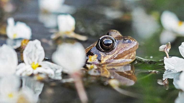 A frog pokes it’s head up out of the water in a pond amid blooming white flowers. Partially obscured.