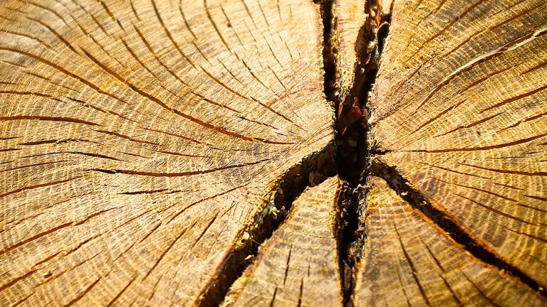 The cut cross-section of an old tree reveals its many, many rings and splits in the wood that developed over time. Partially obscured.