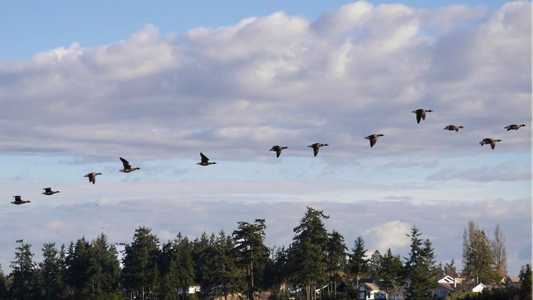 Fifteen geese fly in formation across a blue sky with mauve-coloured clouds. Beneath the flock, a rising hill is covered with spruce trees and a few white houses. Partially obscured.