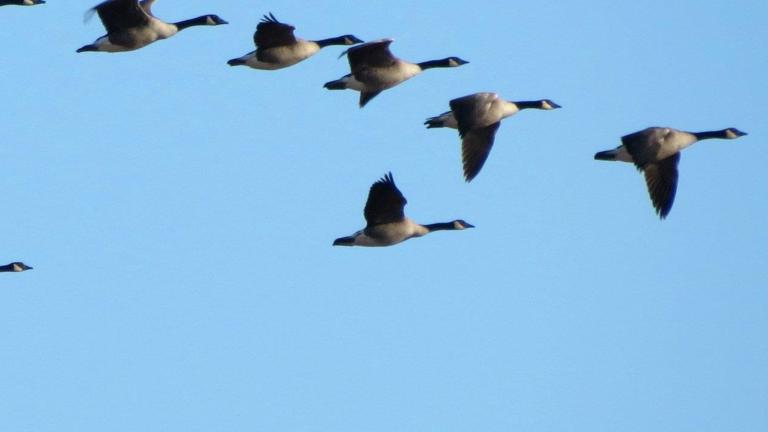 A flock of Canadian geese fly in a V formation against a clear blue sky. Partially obscured.