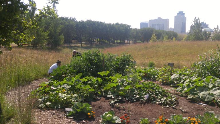A garden full of plants on a sunny day. Two people in the garden and bent over the plants. Around the garden are tall grass and trees. Tall buildings can be seen in the distance.
