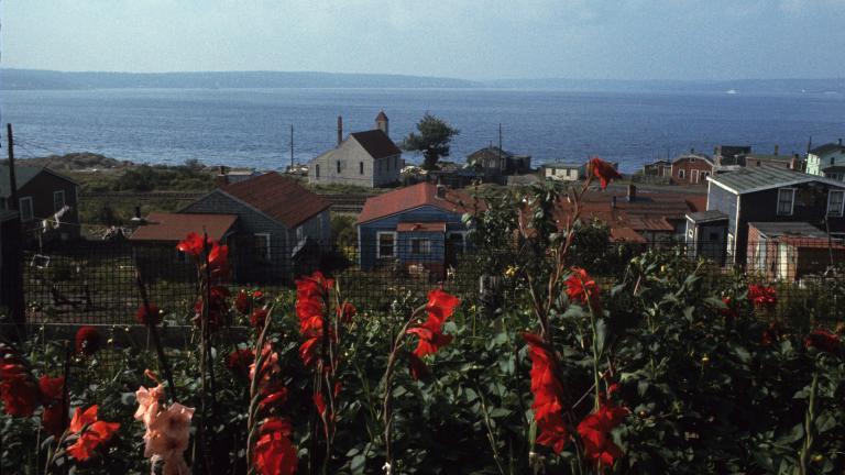 A group of wooden houses next to a large body of water with red flowers in the foreground.