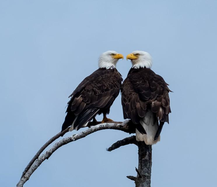 Two bald eagles sitting on a branch and facing each other. Partially obscured.