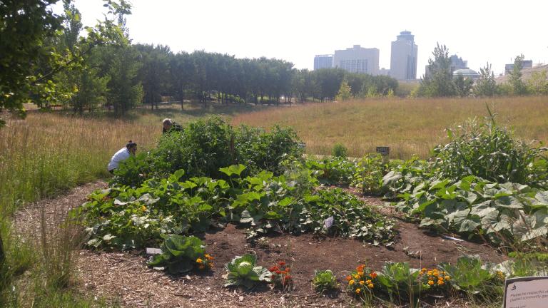 A garden full of plants on a sunny day. Two people in the garden and bent over the plants. Around the garden are tall grass and trees. Tall buildings can be seen in the distance.