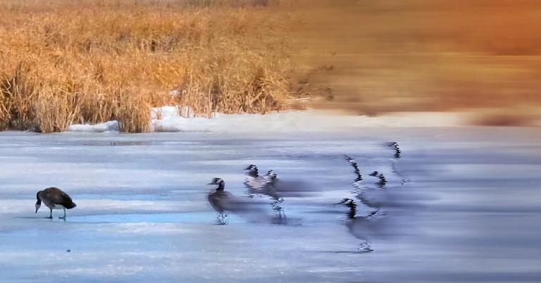 A group of geese standing on ice and snow bordered by prairie grasses. The image has been digitally altered: from left to right it becomes increasingly blurred and abstract. Partially obscured.