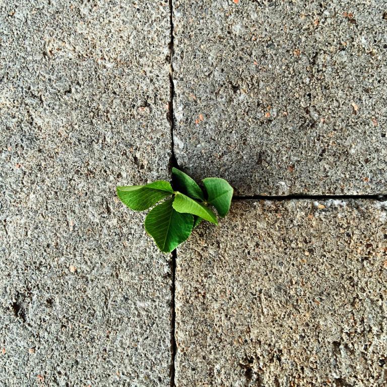 Close-up of a small plant growing through cracks in a concrete surface. Partially obscured.