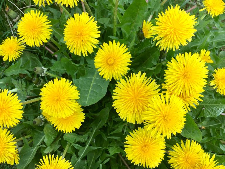 A patch of bright yellow dandelions with green leaves, photographed from above. Partially obscured.