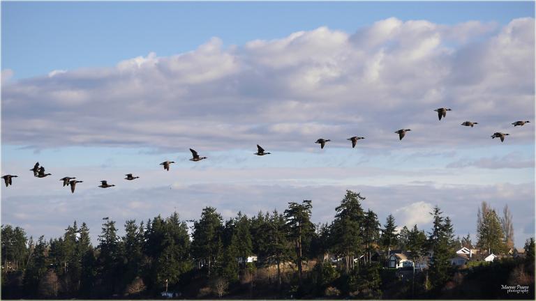 Fifteen geese fly in formation across a blue sky with mauve-coloured clouds. Beneath the flock, a rising hill is covered with spruce trees and a few white houses. Partially obscured.