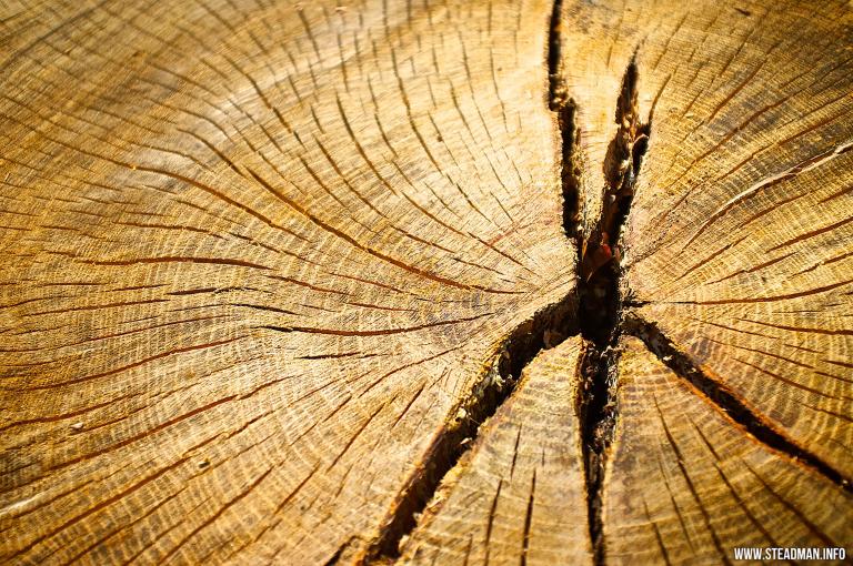 The cut cross-section of an old tree reveals its many, many rings and splits in the wood that developed over time. Partially obscured.