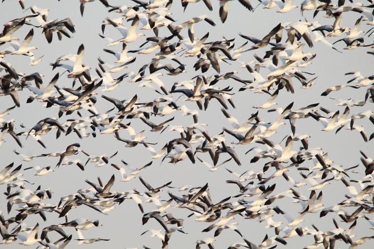 A large number of snow geese along with a few Ross’s geese fly across a grey sky. Partially obscured.