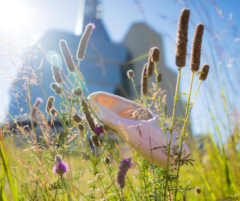 A ballet slipper lies in a tall prairie grass field near a large glass building. Partially obscured.