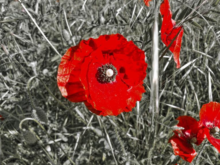 A close-up of a fiery red poppy in a field of poppies. The picture has been stylized so that only the red flowers are in vivid colour and the surrounding field is in black and white. Partially obscured.