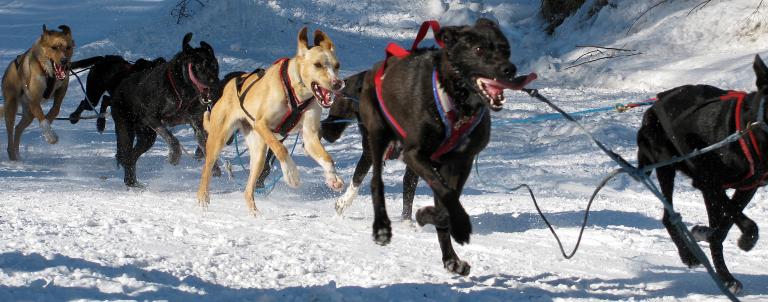 A team of black and tan dogs are harnessed together and running, pulling a sled through snowy terrain. Partially obscured.
