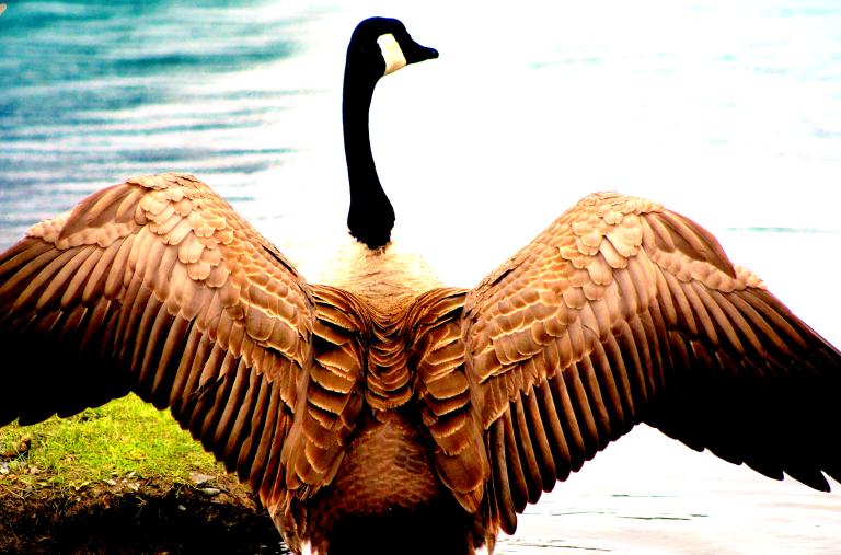 A large goose spreads its wings in front of a body of water. Partially obscured.